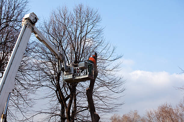 Best Root Management and Removal  in USA